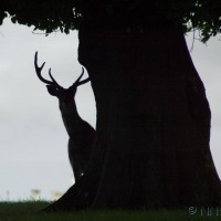 Sika Deer